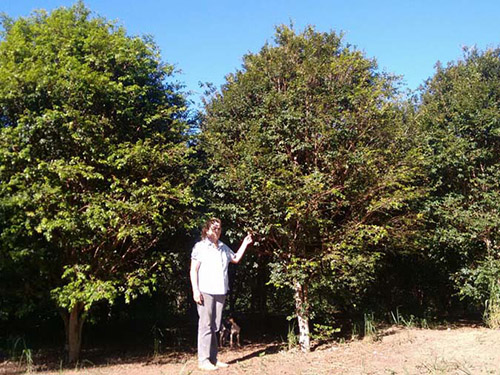 jabuticaba