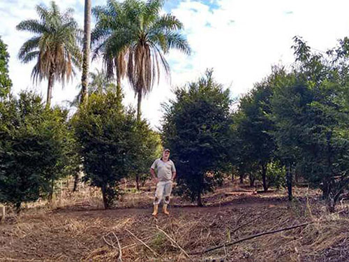 jabuticaba
