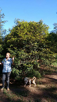 jabuticaba