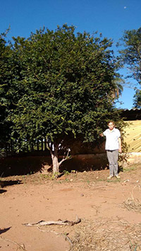 jabuticaba