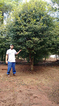 jabuticaba