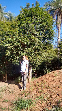 jabuticaba