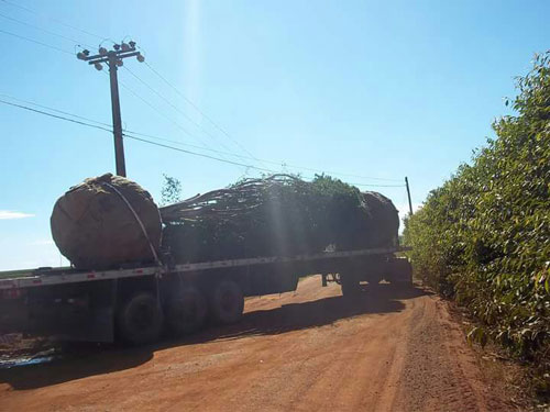 jabuticaba