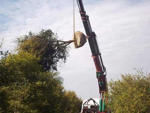 jabuticaba