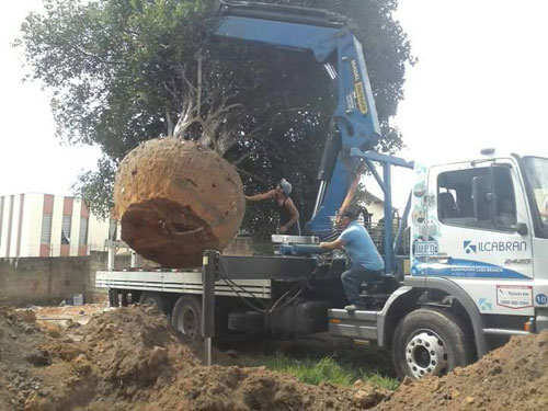 jabuticaba