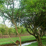jabuciabeira